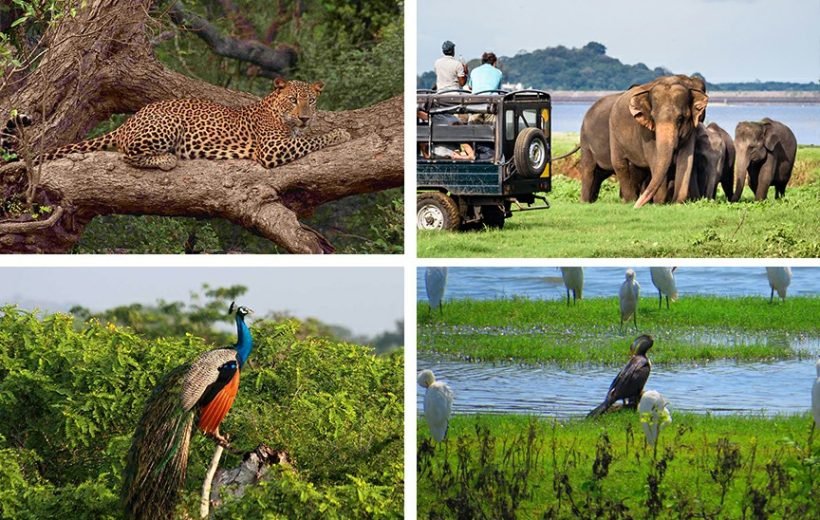 Sri Lanka Vacation 9 Days