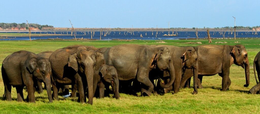 elephants gathered near lake in minneriya national park