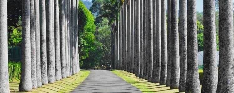 palm trees on both side of the pathway in royal botanic gardens in Peradeniya
