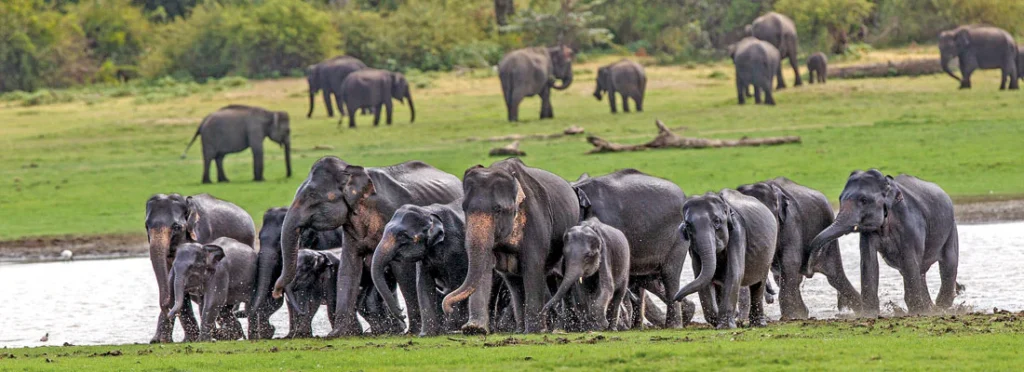 elephants gathered at the lake of udawalawe national park
