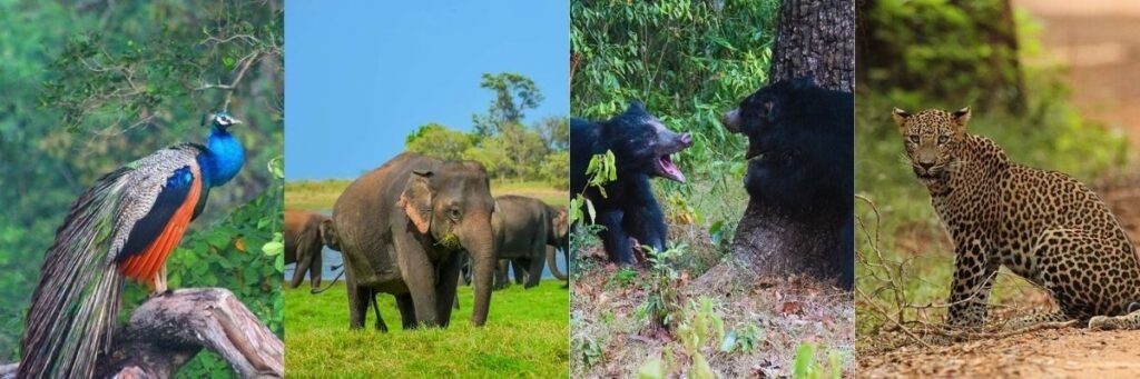 a peacock, elephants, bears playing and a leopard in wilpattu national park